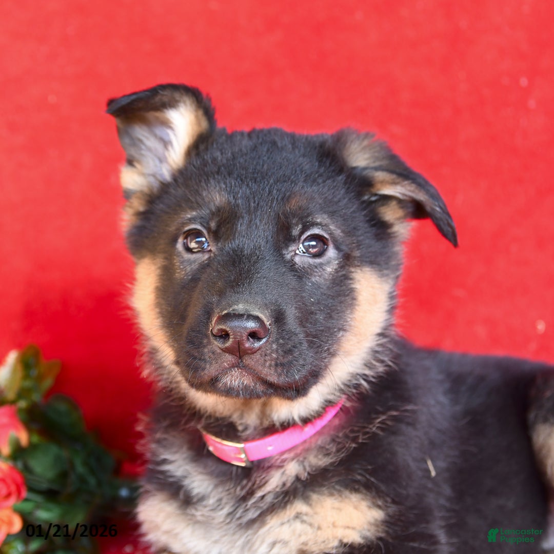 German Shepherd dogs for sale: Jessica - Ad 5