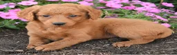 Mini Goldendoodle dogs for sale: Parker - Ad 3