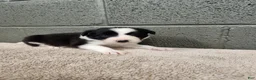 Border Collie dogs for sale: Charlie - Pure Breed Border collie  - Ad 5
