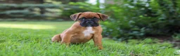 Boxer dogs for sale: Russell - Ad 5