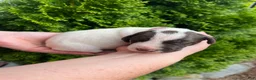 German Shorthaired Pointer dogs for sale: German Shorthaired Pointer (FEMALE E) - Ad 3