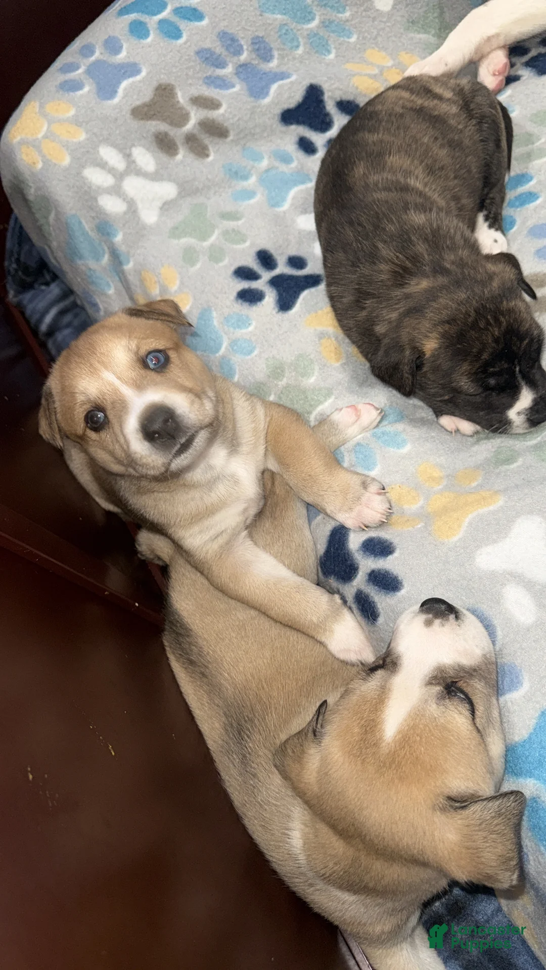 Mixed Breed dogs for sale: Mixed Breed Puppy 2 - Ad 5