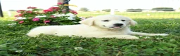 Golden Retriever dogs for sale: Aspen - Ad 3