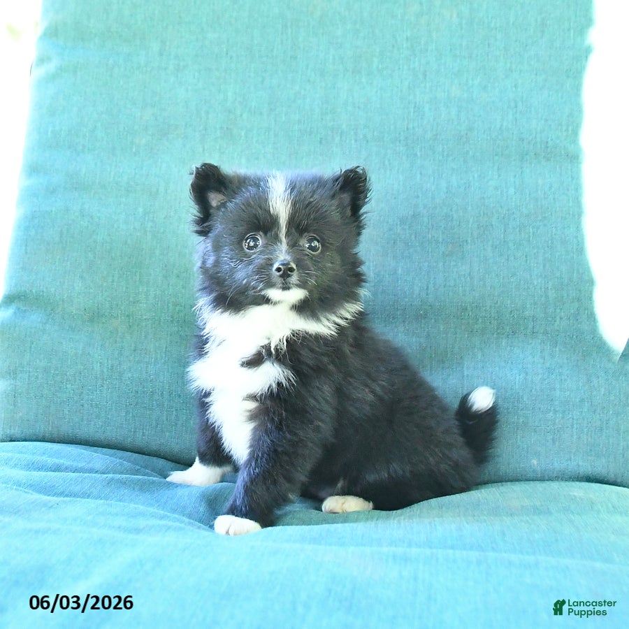 Pomeranian dogs for sale: Truffle  - Ad 1