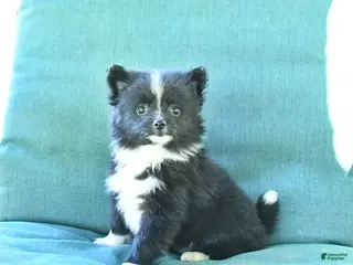 Pomeranian dogs for sale: Truffle - Ad 2