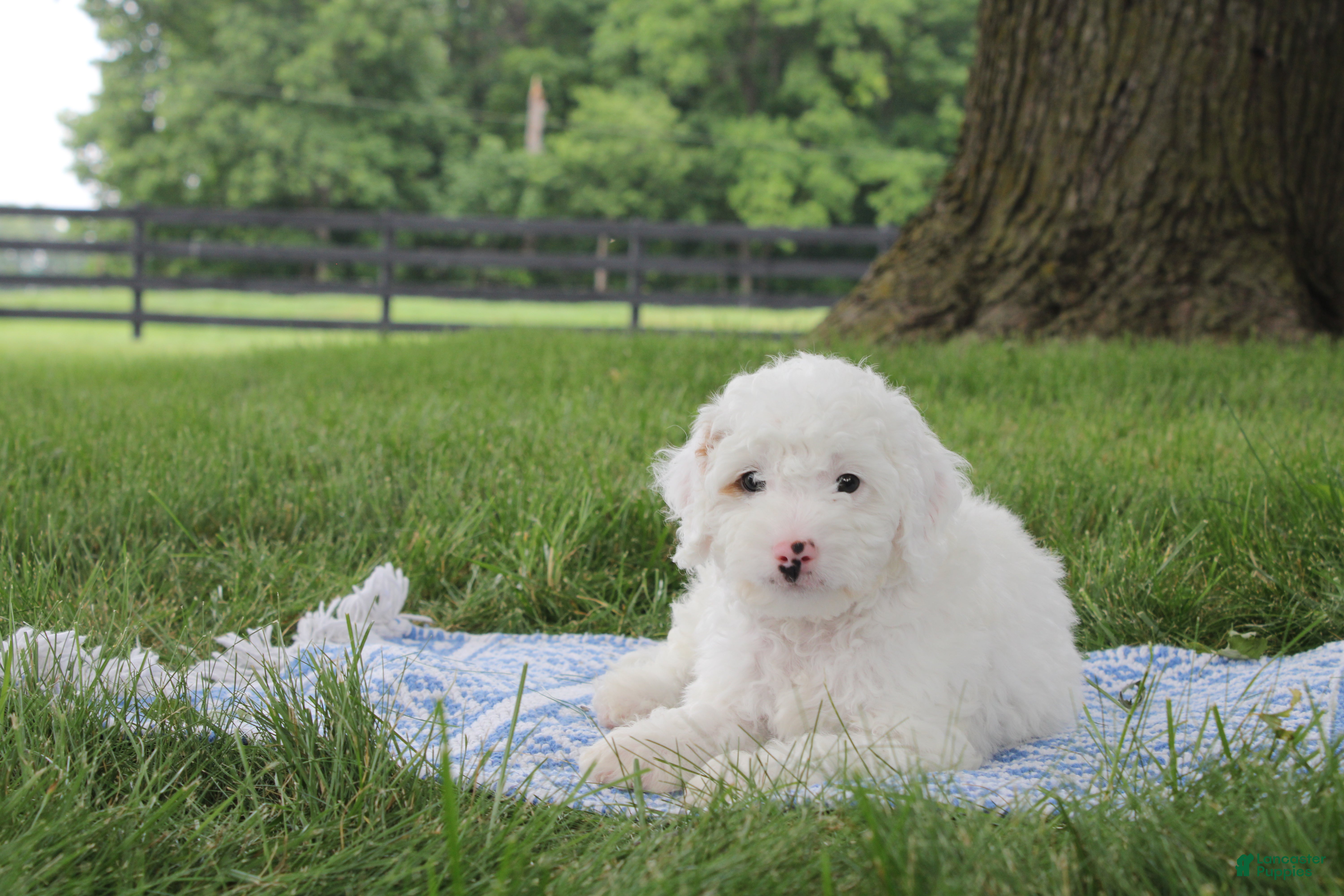 Mini Goldendoodle dogs Toby - Ad 35