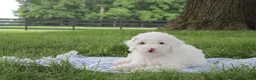 Mini Goldendoodle dogs for sale: Toby - Ad 1