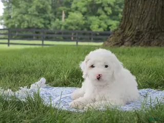 Mini Goldendoodle dogs Toby - Ad 35