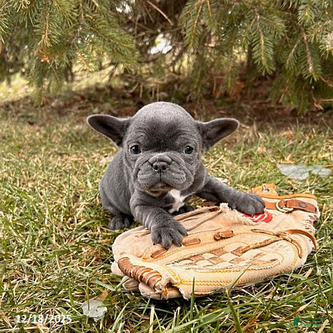 French Bulldog dogs for sale: Finley - Ad 3