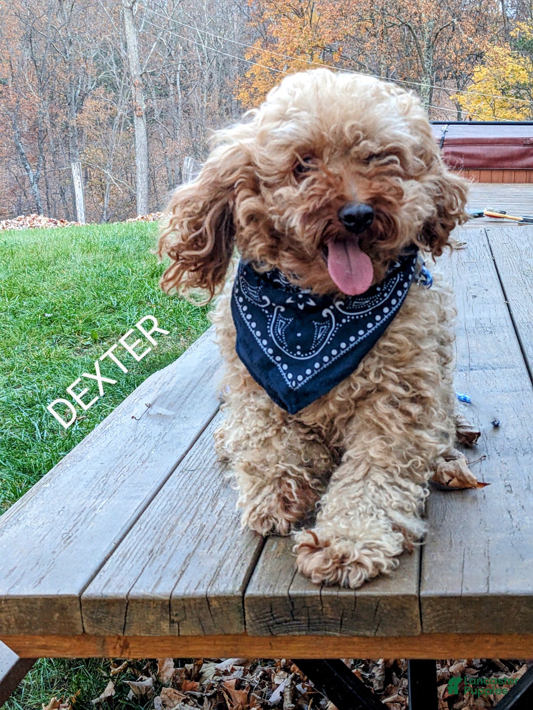 Cavapoo dogs for sale: Bella V. - Ad 8