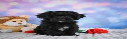 Miniature Poodle dogs for sale:  Paul - Ad 9