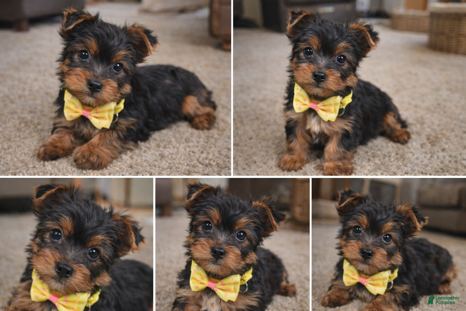 Yorkshire Terrier dogs Zazu - Ad 19