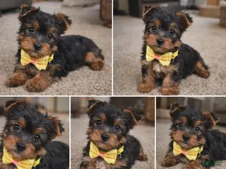 Yorkshire Terrier dogs Zazu - Ad 19