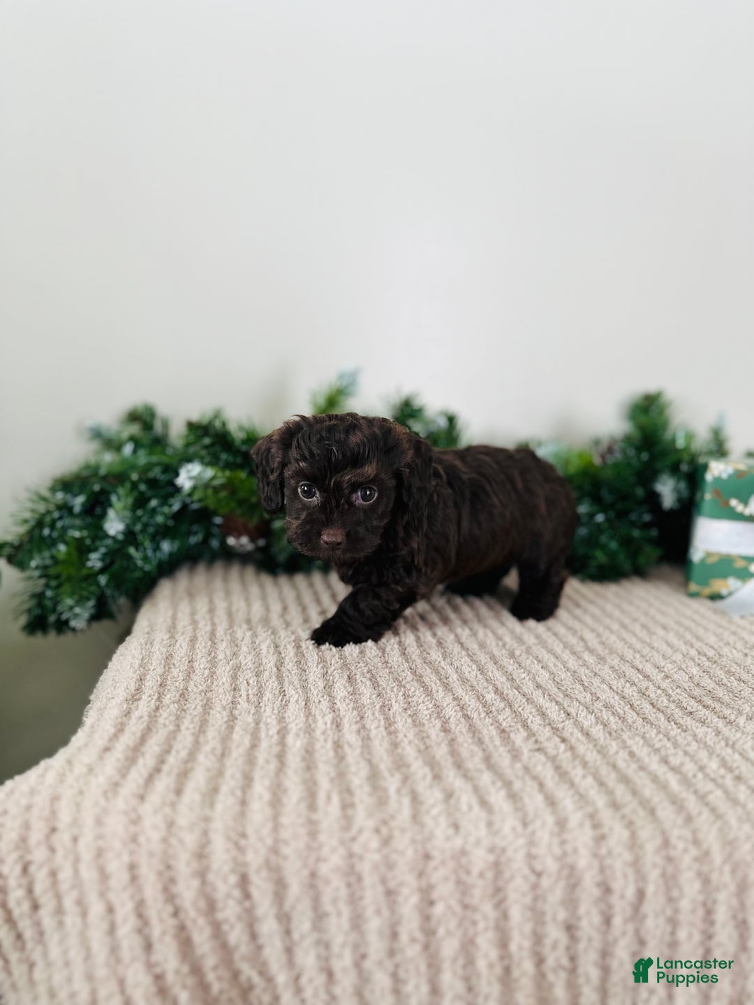 Mixed Breed dogs for sale: Crystal  - Ad 9