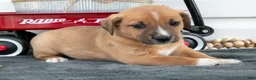 Jack Chi dogs for sale: Boots - Ad 1