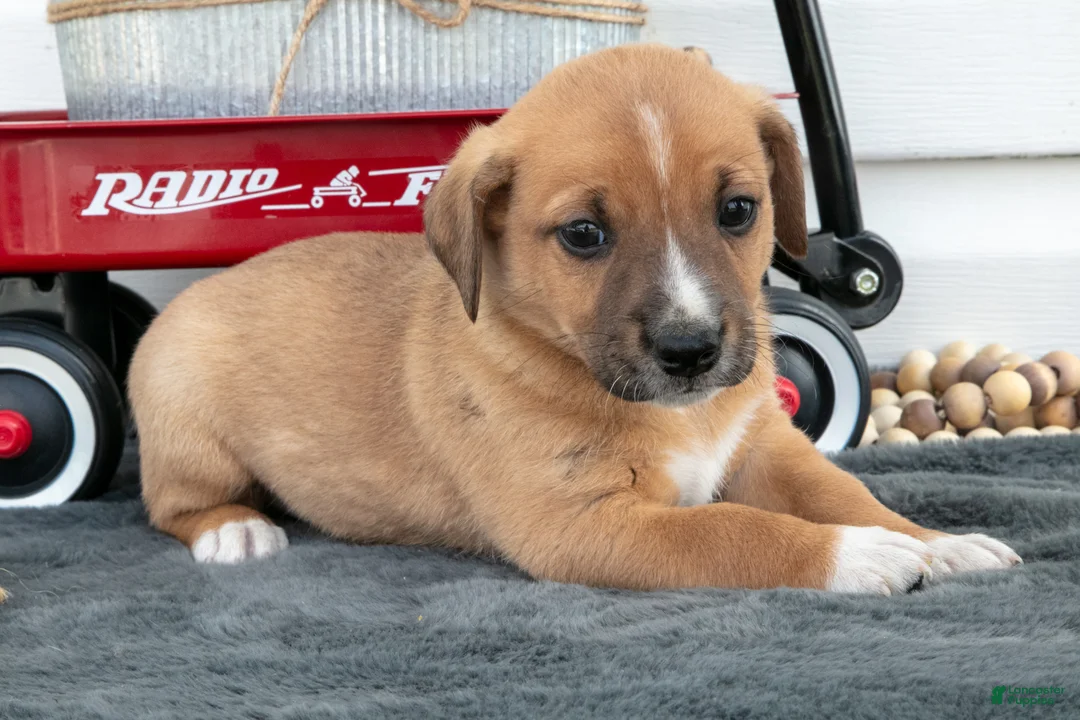 Jack Chi dogs for sale: Boots - Ad 1