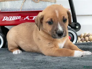 Jack Chi dogs for sale: Boots - Ad 1