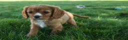 Cavalier King Charles Spaniel dogs for sale: Fletcher 🐶💙 - Ad 17