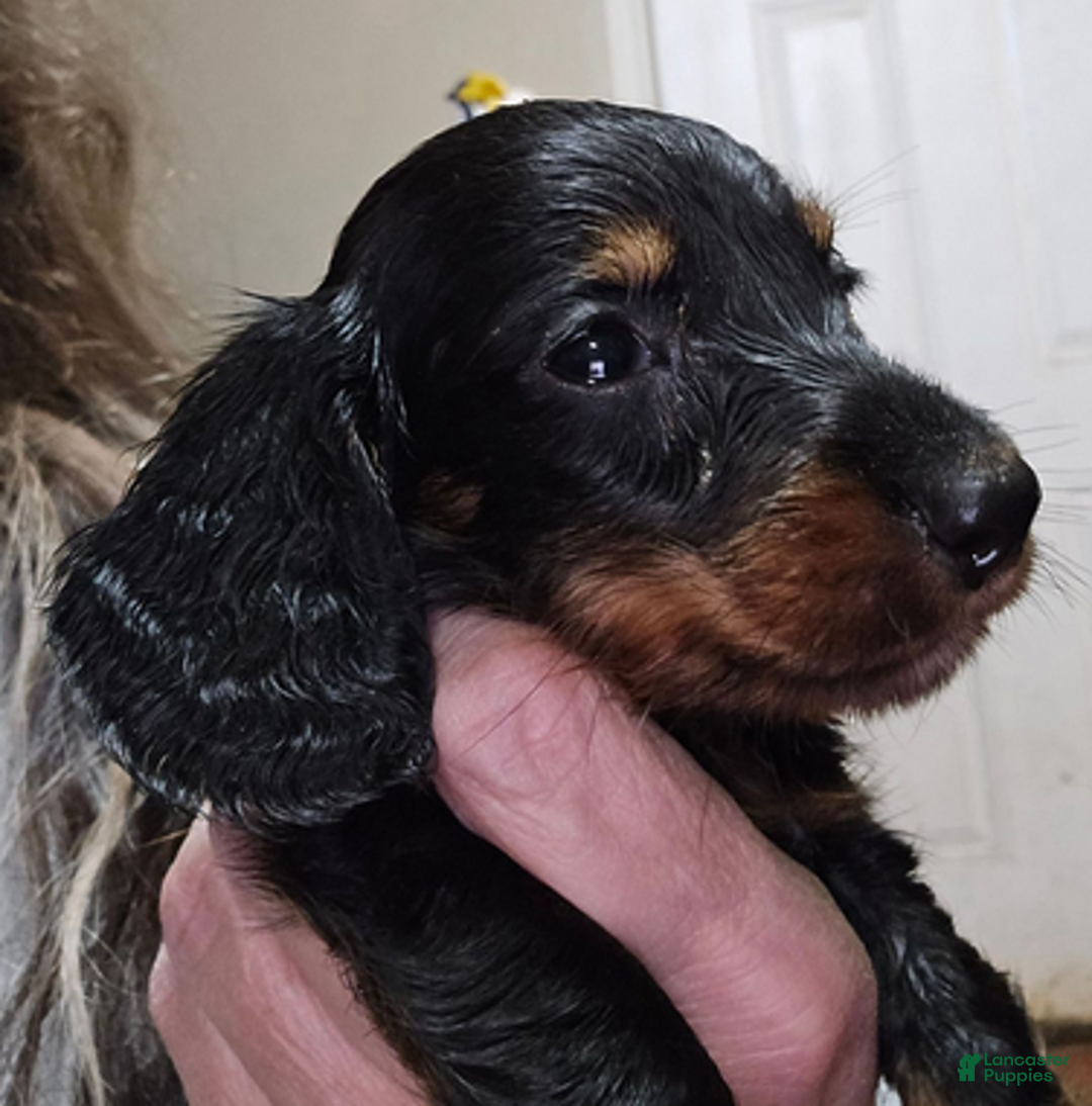 Dachshund dogs for sale: Smaller boy - Ad 1