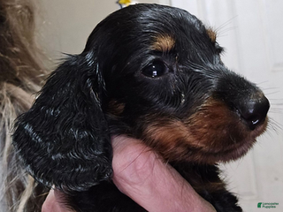 Dachshund dogs Smaller boy - Ad 24