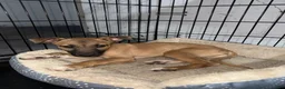 Belgian Malinois dogs for sale: Belgian Malinois 1 - Ad 4