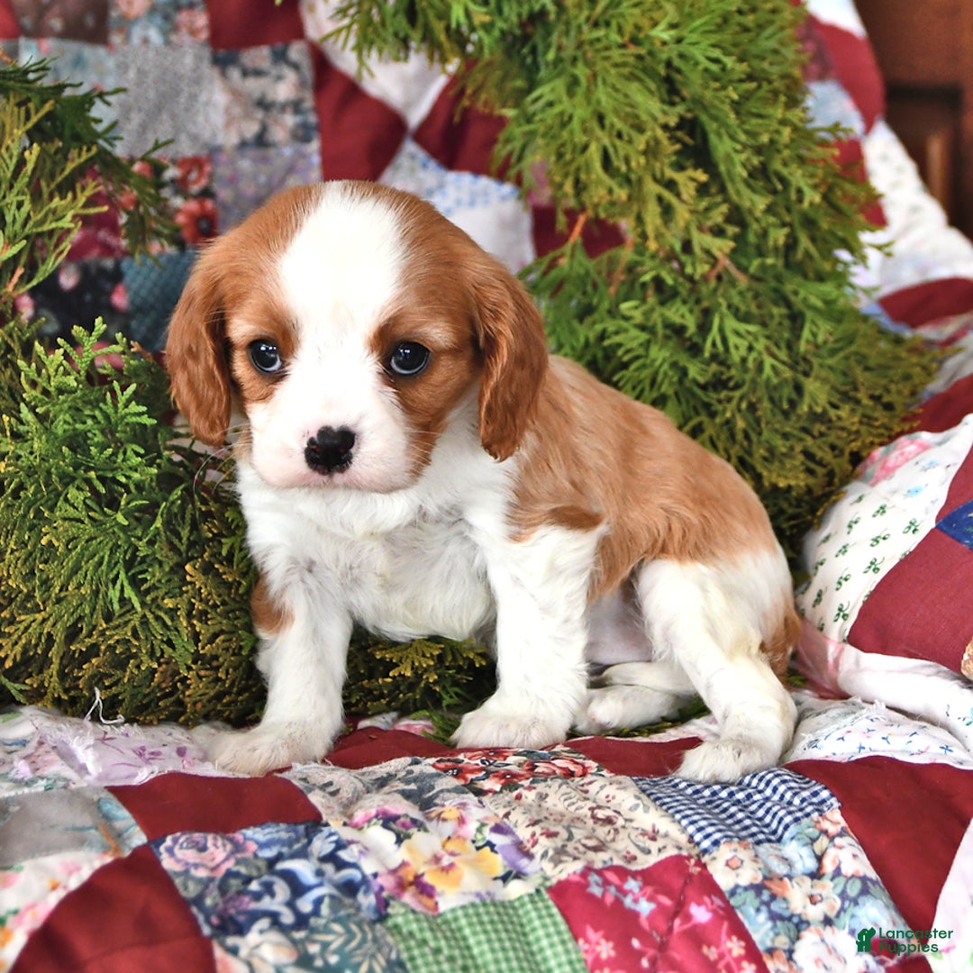 Cavalier King Charles Spaniel dogs for sale: Nutmeg - Ad 2