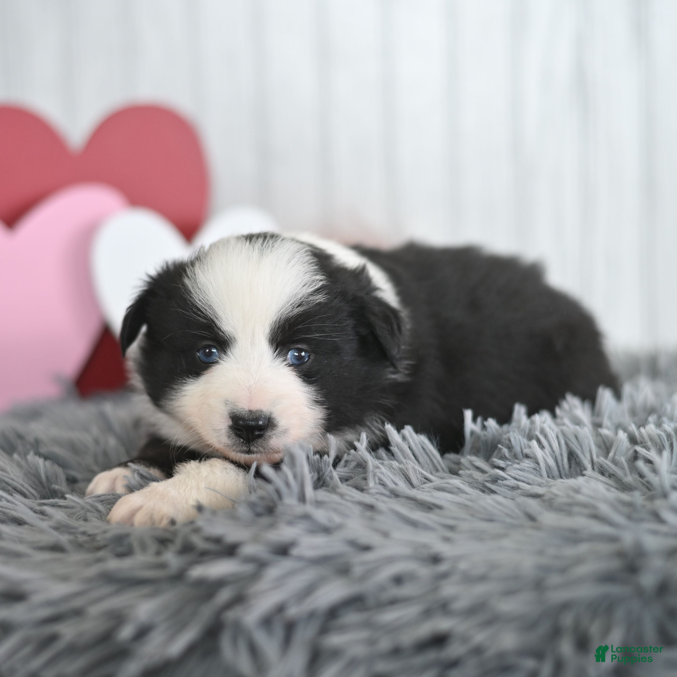Miniature Australian Shepherd dogs Clover  - Ad 2