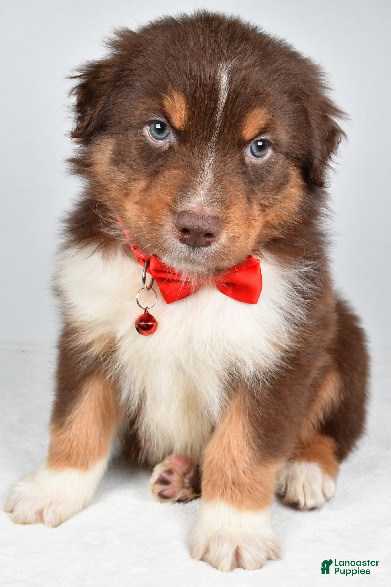 Australian Shepherd dogs Blake - Ad 1