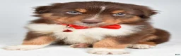 Australian Shepherd dogs for sale: Blake - Ad 1