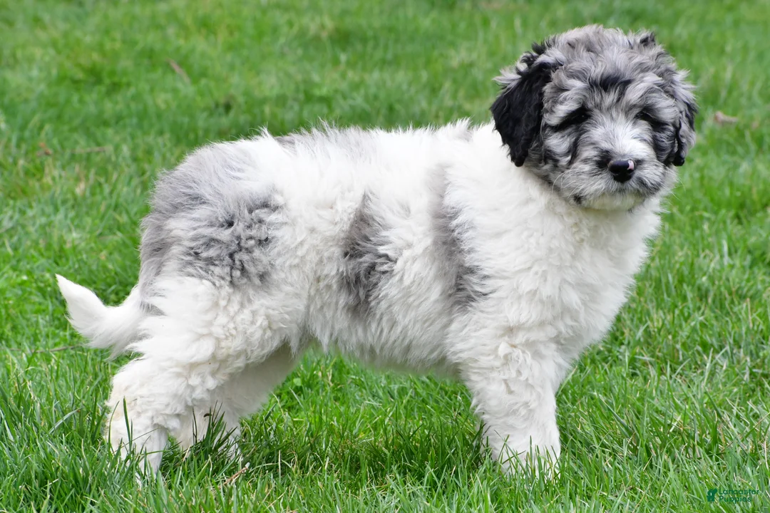 Newfypoo dogs for sale: Polly - Ad 9