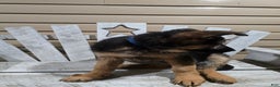 German Shepherd dogs for sale: Hunter - Ad 8