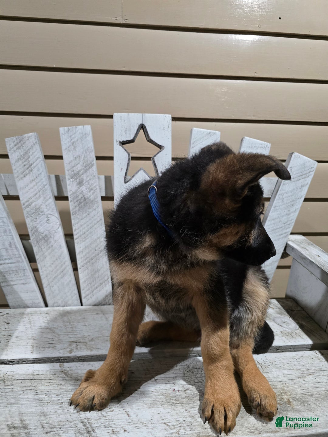 German Shepherd dogs for sale: Hunter - Ad 8