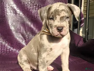 American Bully dogs AL B SURE - Ad 35