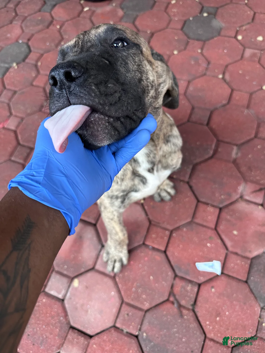 Presa Canario dogs for sale: Presa Canario 4 - Ad 2