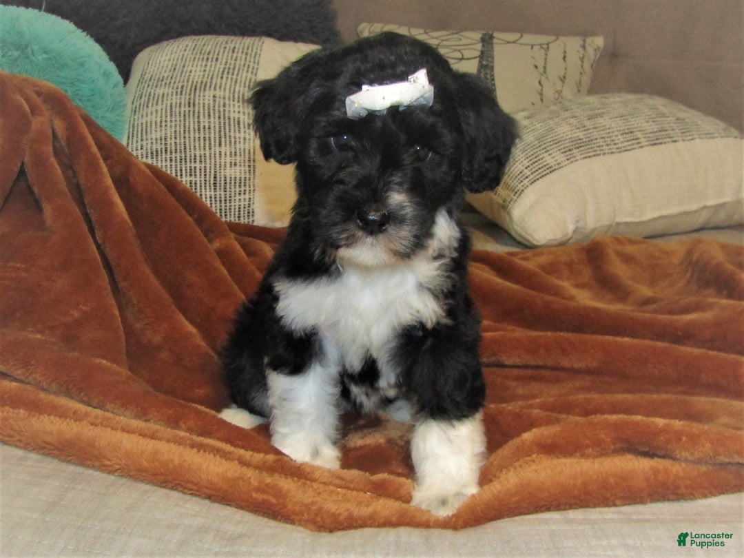 Gallery Image {{count}}