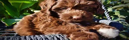 Havapoo dogs for sale: Precious - Ad 3