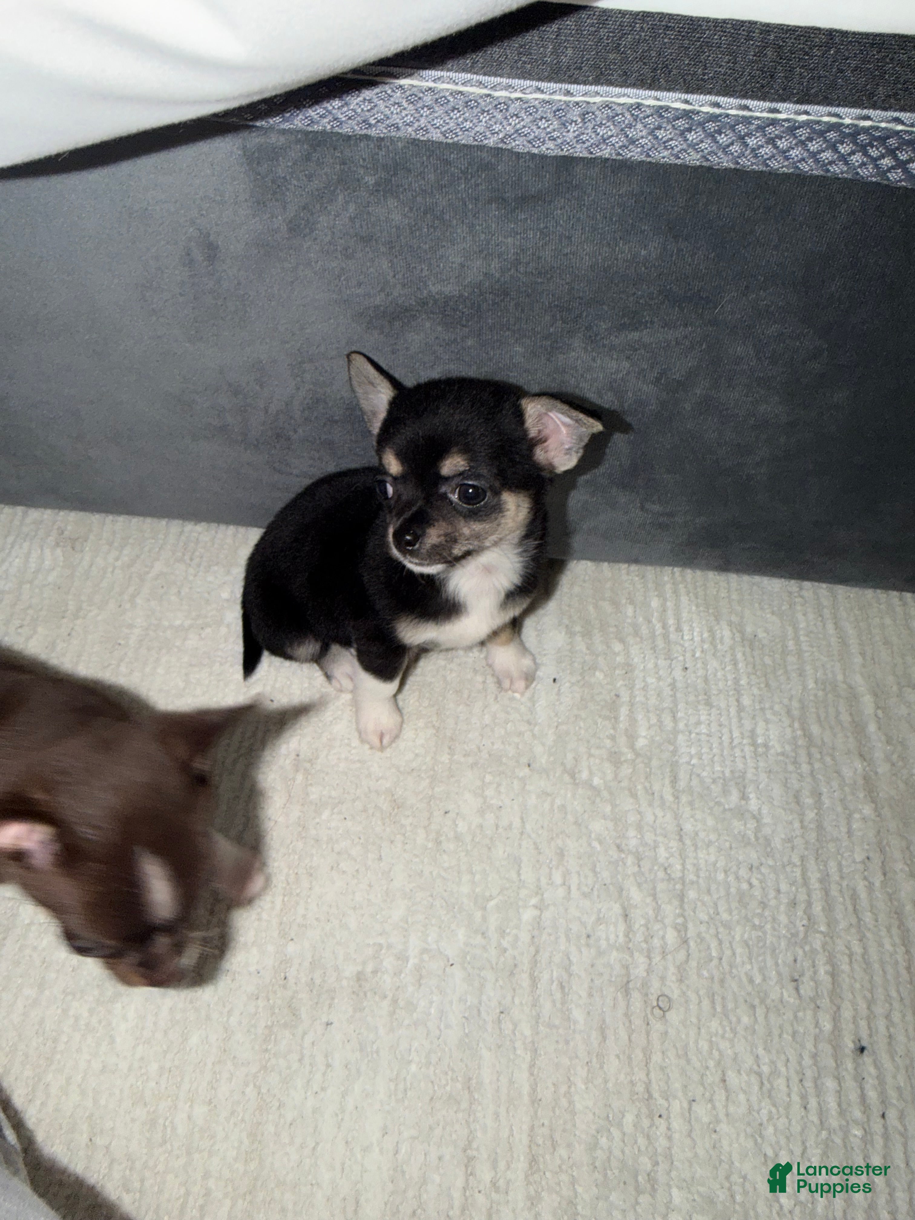 Chihuahua dogs Negrita - Ad 2