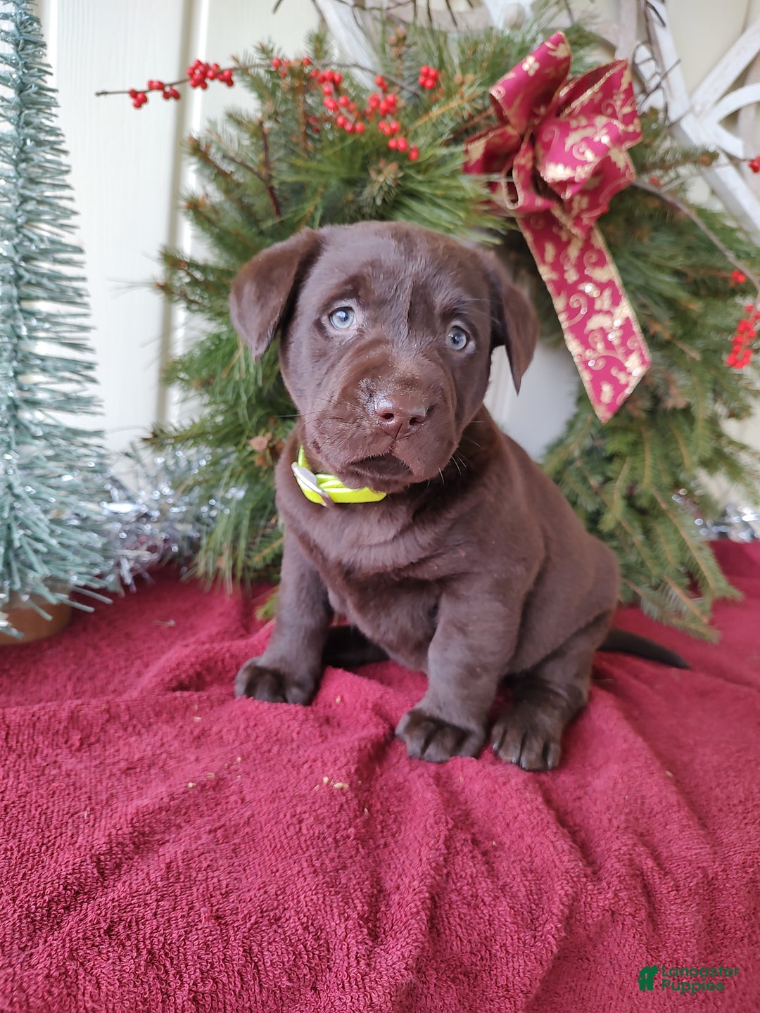 Labrador Retriever dogs for sale: Leo - Ad 5