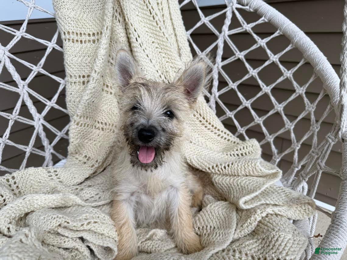 Yorkshire Terrier All About Cairn Terriers Cairn Terrier Puppies