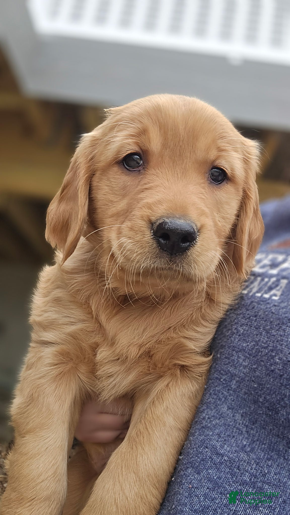 Golden Retriever dogs Nala - Ad 1