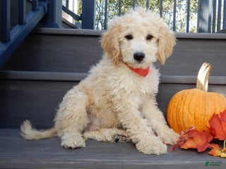 Mini Goldendoodle dogs - Ad 42