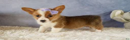 Welsh Corgi Pembroke dogs for sale: Yo-Yo 💕 - Ad 15