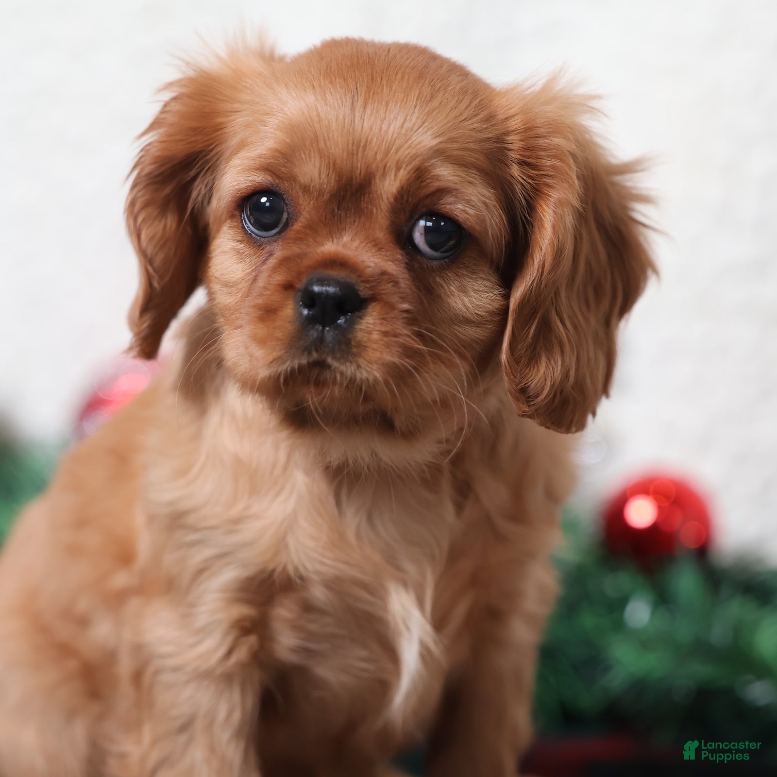 Cavalier King Charles Spaniel dogs Rosie - Genetic Tested Parents - Ad 2