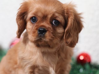 Cavalier King Charles Spaniel dogs Rosie - Genetic Tested Parents - Ad 14