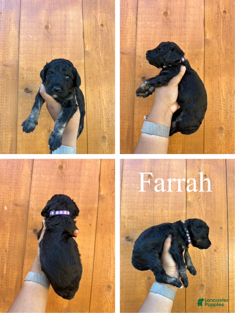 Standard Poodle dogs Farrah - Ad 2