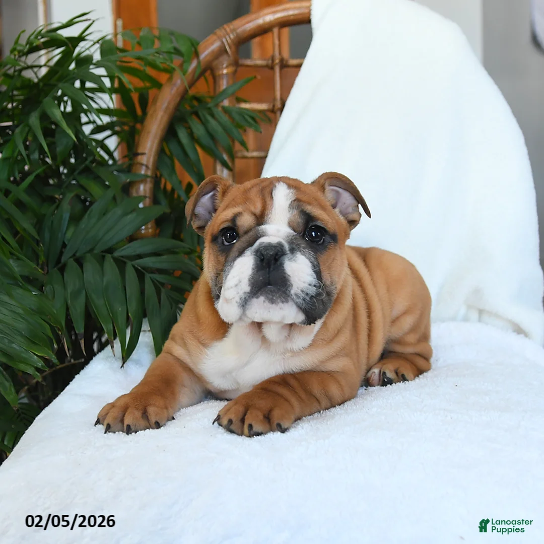 English Bulldog dogs for sale: Mayhem - Ad 5