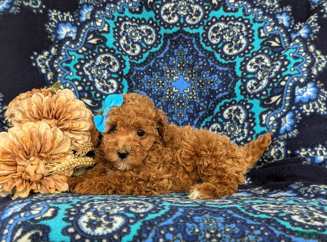 Maltipoo dogs for sale: Emma - Ad 4