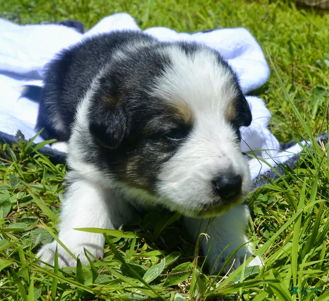 German Shepherd dogs for sale: Rooster - Ad 2