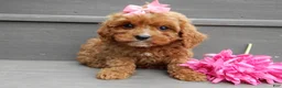 Cavapoo dogs for sale: Callie - Ad 1