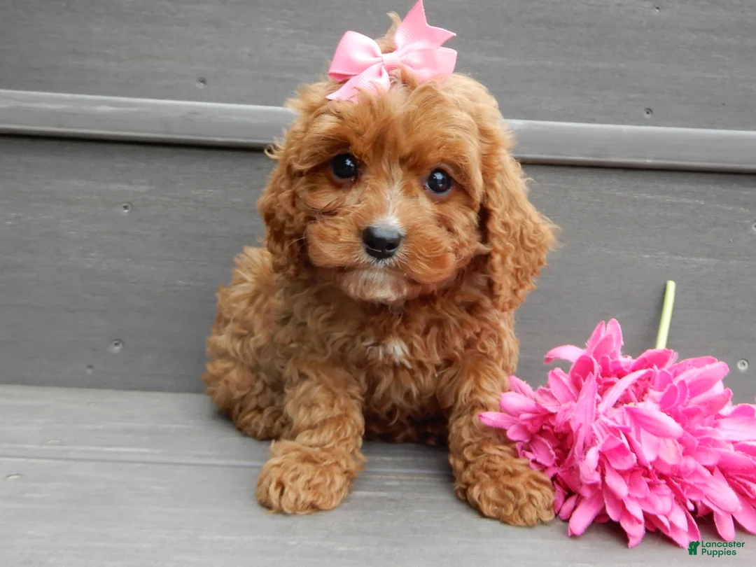 Cavapoo dogs for sale: Callie - Ad 1